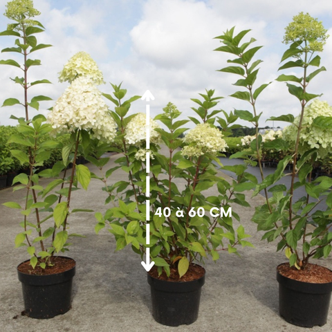 Hortensia paniculé 'Limelight'