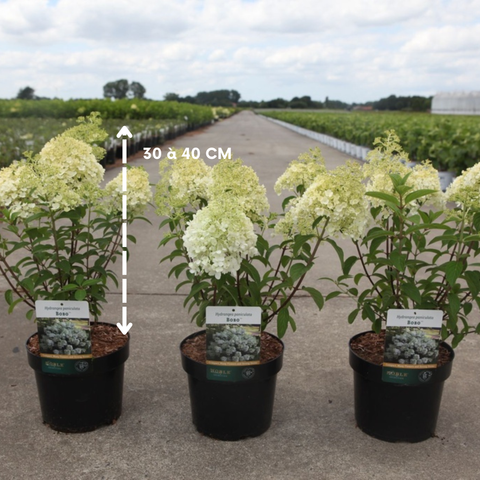 Hortensia paniculé 'Bobo'