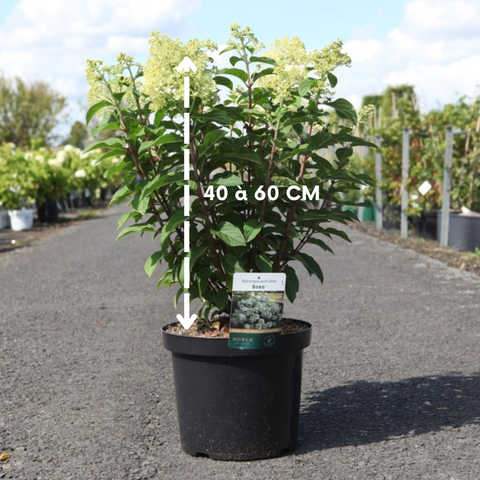 Hortensia paniculé 'Bobo'