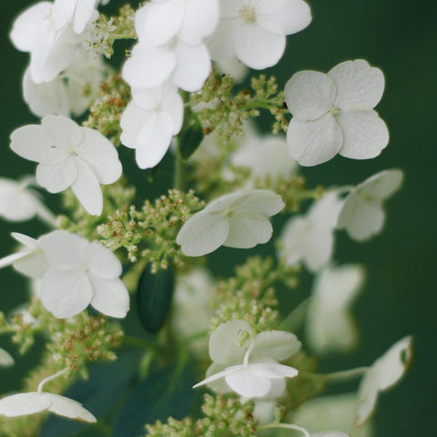 Hortensia paniculé 'Kyushu' - TIGE