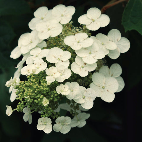 Hortensia paniculé 'Kyushu' - TIGE