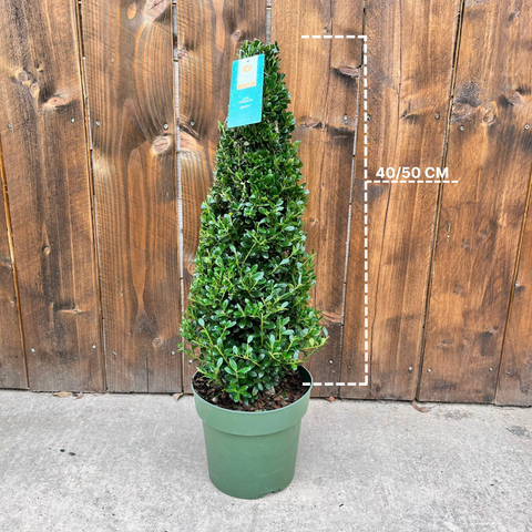Ilex Crenata - Pyramide