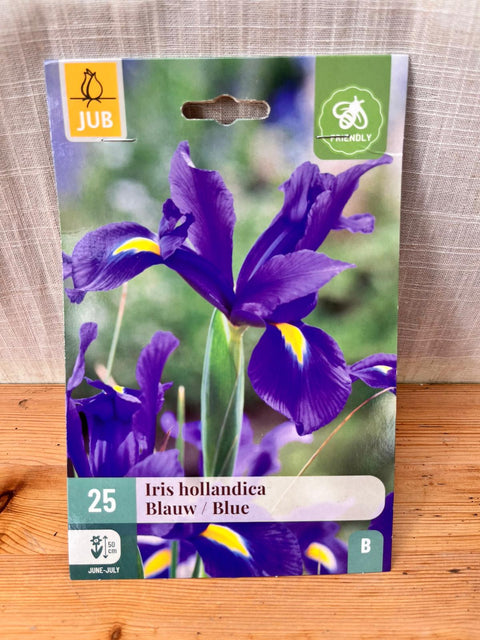 Iris hollandica Telstar - 25 bulbes