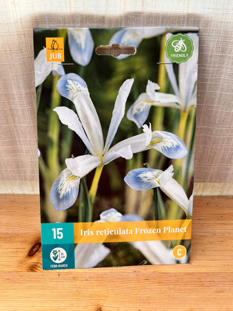 Iris reticulata Frozen Planet - 15 bulbes