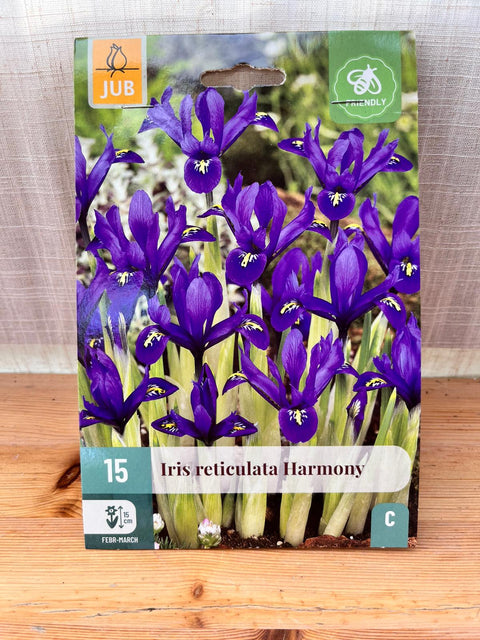 Iris reticulata Harmony - 15 bulbes