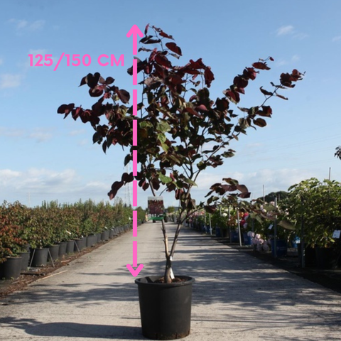 Cercis canadensis Forest Pansy