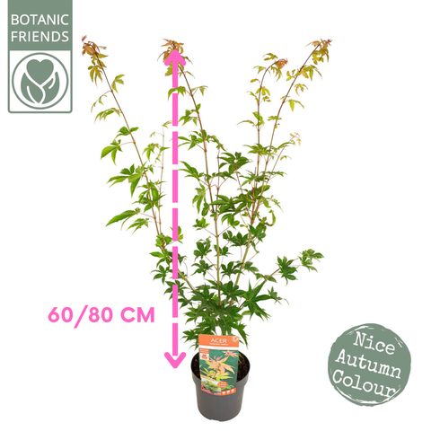 Erable du Japon 'Osakazuki'