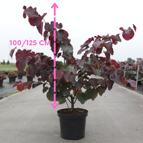 Cercis canadensis Forest Pansy