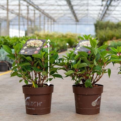 Hortensia paniculé 'polestar'