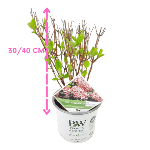 Hortensia 'Ruby Annabelle'