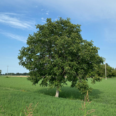 Noyer commun - Juglans regia - DEMI TIGE