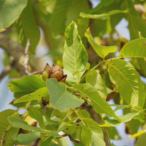 Noyer commun - Juglans regia - DEMI TIGE