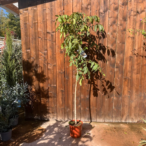 Noyer commun - Juglans regia - DEMI TIGE