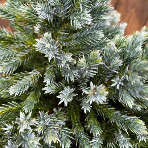 Juniperus squamata 'blue carpet'