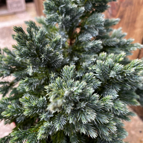 Juniperus squamata 'blue carpet'