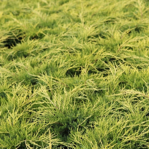 Juniperus pfitzeriana 'Gold Coast'