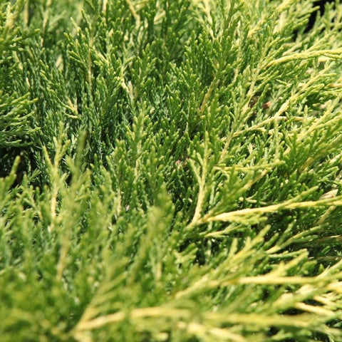 Juniperus pfitzeriana 'Gold Coast'