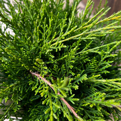 Juniperus pfitzeriana 'Gold Coast'