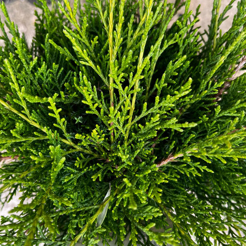 Juniperus pfitzeriana 'Gold Coast'