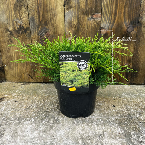 Juniperus pfitzeriana 'Gold Coast'