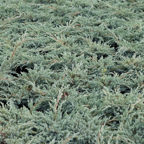 Juniperus squamata 'blue carpet'