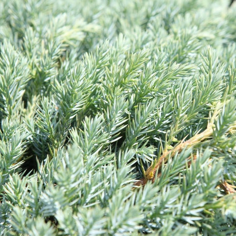 Juniperus squamata 'blue carpet'
