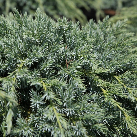 Juniperus squamata 'blue carpet'
