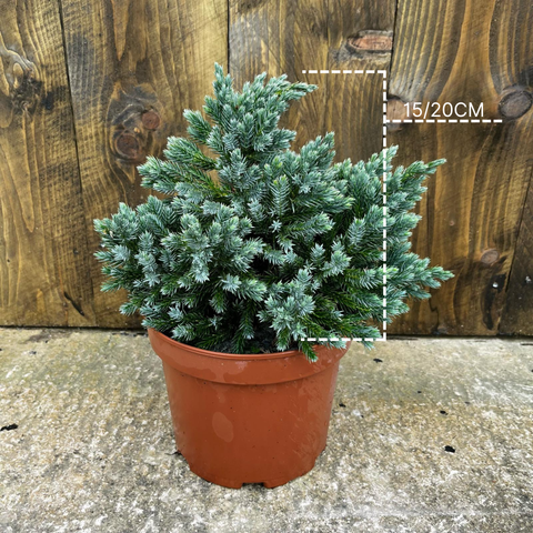 Juniperus squamata 'blue carpet'