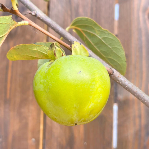 kaki Muscat