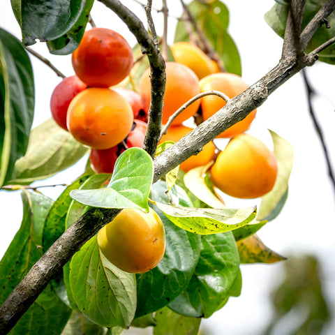 kaki 'rouge brillant'