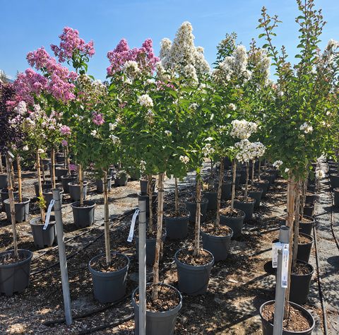Lilas des Indes - Lagerstroemia 'Natchez' - Sur tige