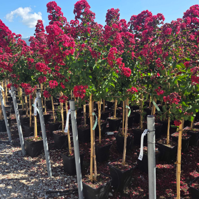 Lilas des indes - Lagerstroemia 'Dynamite' - Sur Tige