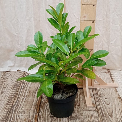 Laurier Palme