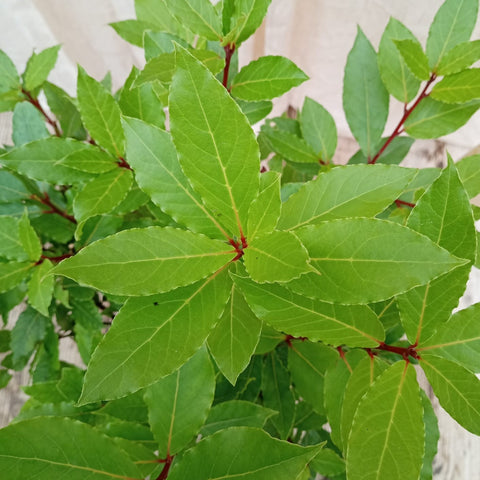 plante laurier sauce Laurier sauce – Pépinière Saint-Amour Création à Livarot