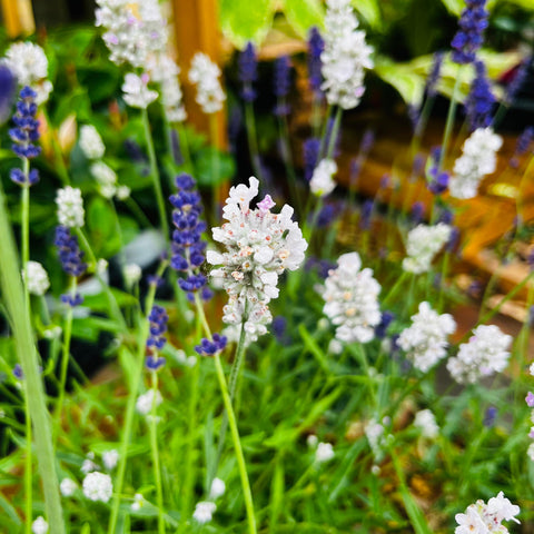 Lavande 'Hidcote' Blanche