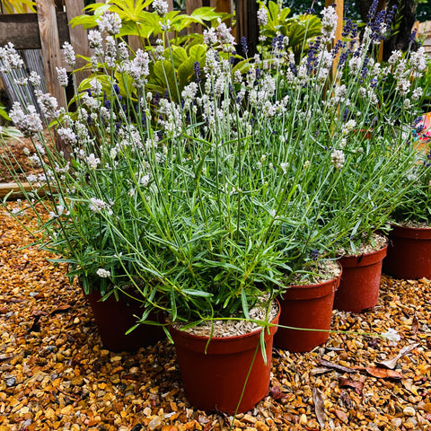 Lavande 'Hidcote' Blanche