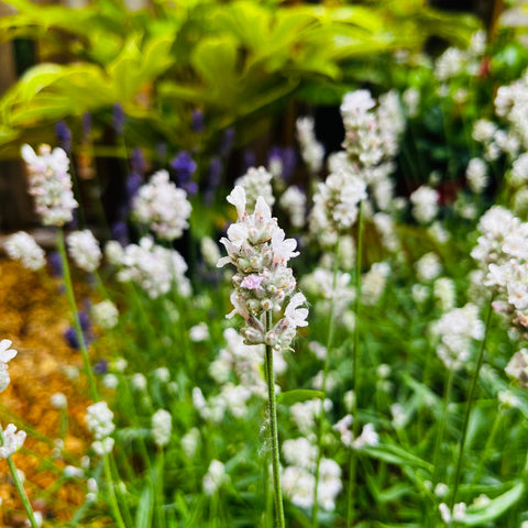 Lavande 'Hidcote' Blanche