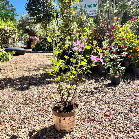 Lavatère 'Bredon Springs'