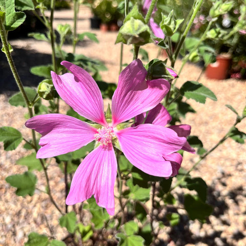 Lavatère 'Bredon Springs'