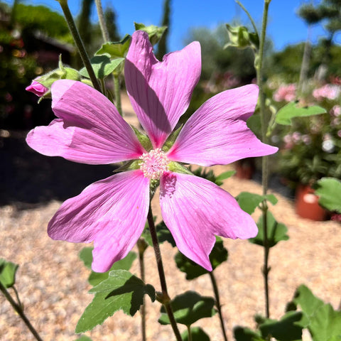 Lavatère 'Bredon Springs'