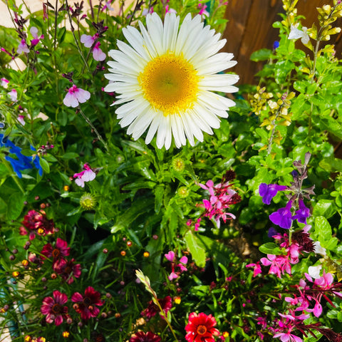 Leucanthemum 'real glory'