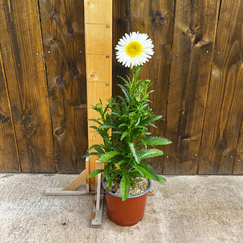 Leucanthemum 'real glory'