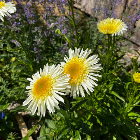 Leucanthemum 'real glory'