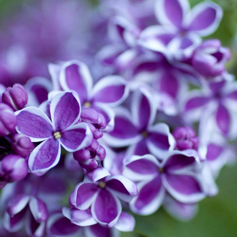 Lilas 'Sensation'