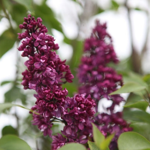 Lilas 'Charles Joly'