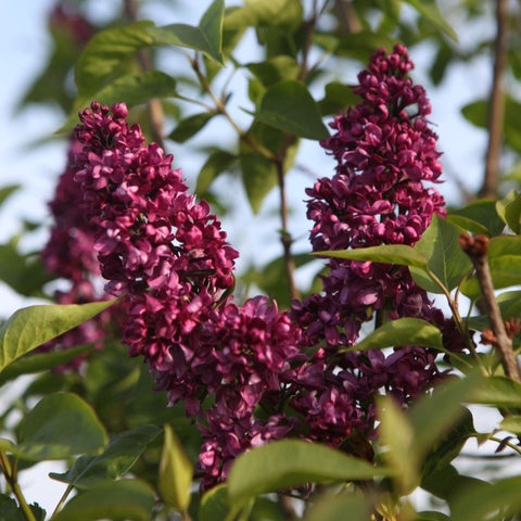 Lilas 'Charles Joly'