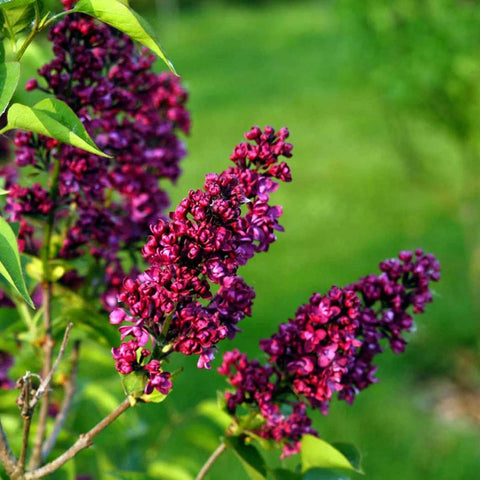 Lilas 'Charles Joly'