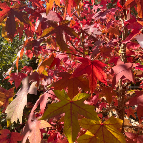 Liquidambar