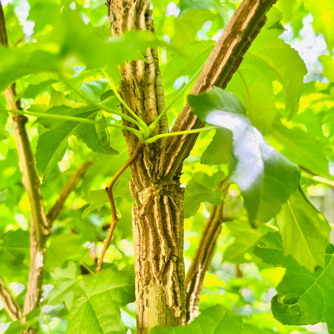 Liquidambar