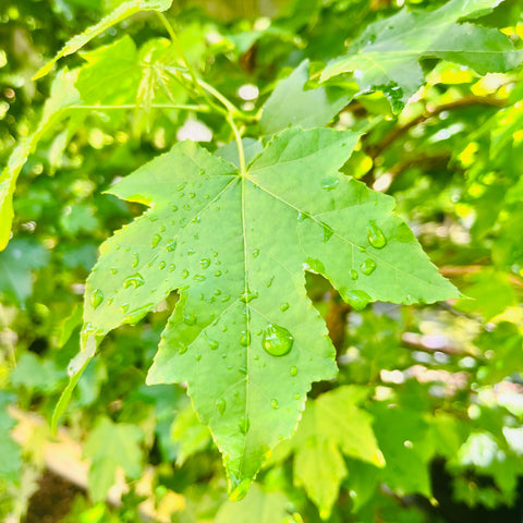 Liquidambar